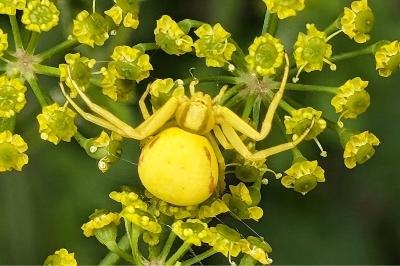 <i>Misumena vatia</i>