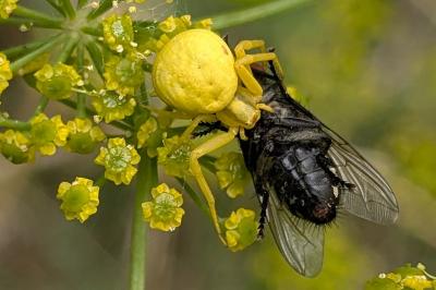 <i>Misumena vatia</i>