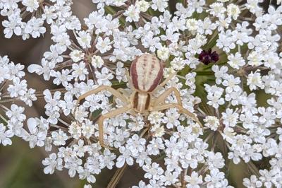 <i>Runcinia grammica</i>