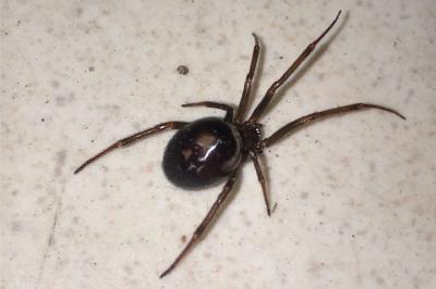 <i>Steatoda grossa</i>