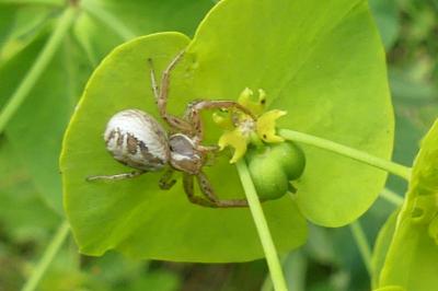 <i>Xysticus</i>
