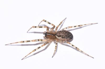 <i>Neriene montana</i>
