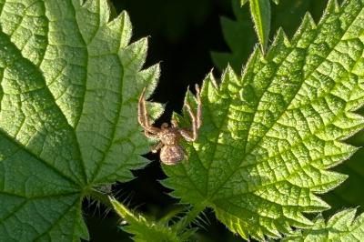 <i>Xysticus</i>