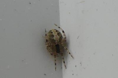<i>Theridion</i>