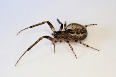 <i>Zygiella x-notata</i>