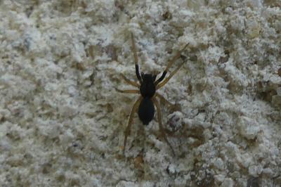 <i>Aulonia albimana</i>