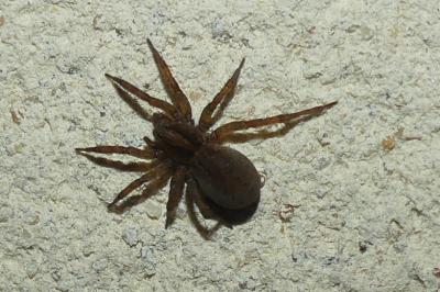 <i>Trochosa</i>