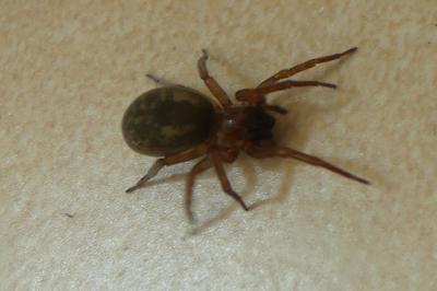 <i>Amaurobius</i>