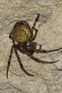 <i>Metellina merianae</i>