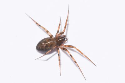 <i>Lepthyphantes minutus</i>