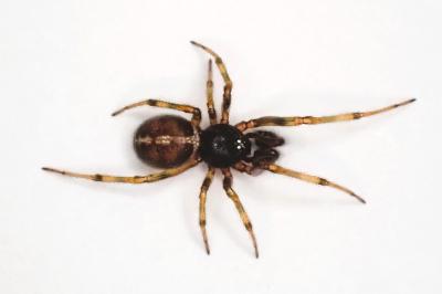 <i>Steatoda bipunctata</i>