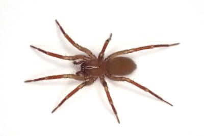 <i>Cicurina cicur</i>