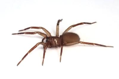 <i>Cicurina cicur</i>