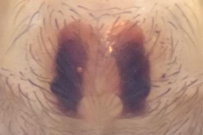 <i>Cicurina cicur</i>