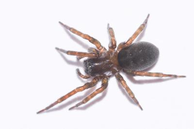 <i>Amaurobius erberi</i>