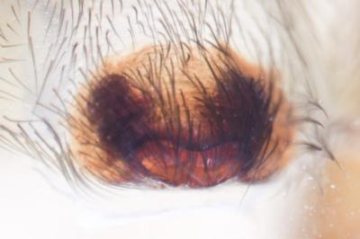 <i>Amaurobius erberi</i>