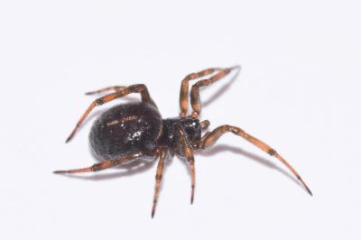 <i>Steatoda bipunctata</i>