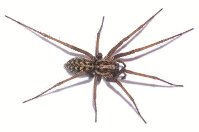 <i>Eratigena saeva</i>