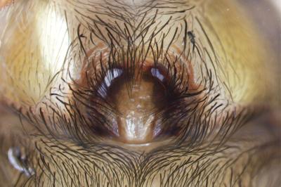 <i>Eratigena saeva</i>