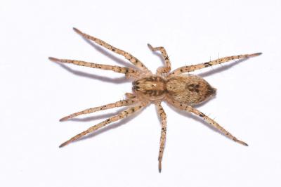 <i>Anyphaena accentuata</i>