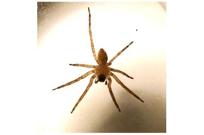 <i>Zoropsis spinimana</i>