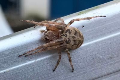 <i>Larinioides sclopetarius</i>