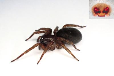 <i>Amaurobius erberi</i>