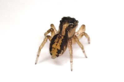 <i>Pseudeuophrys lanigera</i>