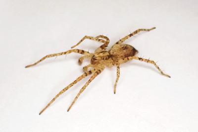 <i>Anyphaena accentuata</i>