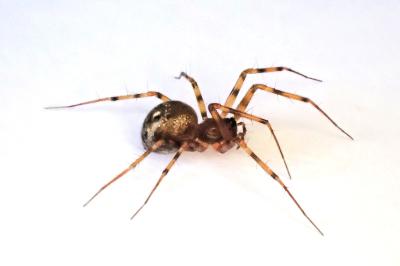 <i>Lepthyphantes minutus</i>