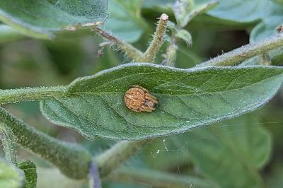 <i>Agalenatea redii</i>