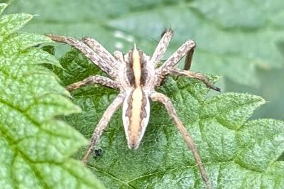 <i>Pisaura mirabilis</i>