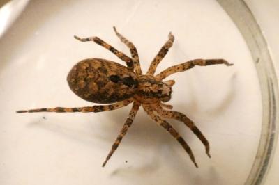 <i>Zoropsis spinimana</i>