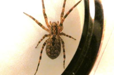 <i>Zoropsis spinimana</i>
