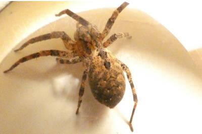 <i>Zoropsis spinimana</i>