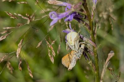 <i>Misumena vatia</i>