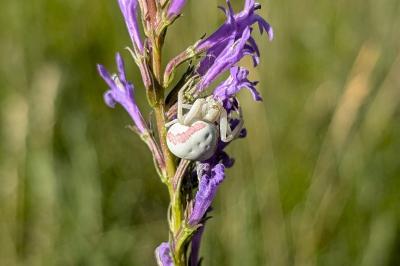 <i>Misumena vatia</i>