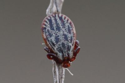 <i>Dermacentor reticulatus</i>