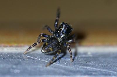 <i>Pseudeuophrys erratica</i>