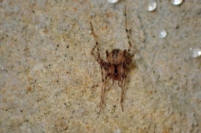 <i>Nesticus cellulanus</i>