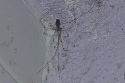 <i>Pholcus phalangioides</i>