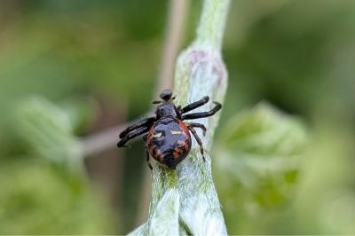 <i>Synema globosum</i>