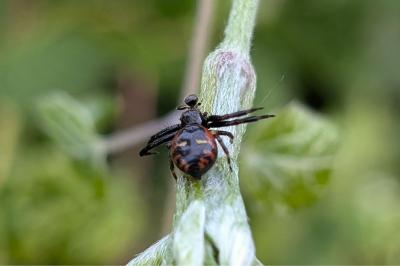 <i>Synema globosum</i>