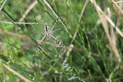 <i>Argiope bruennichi</i>