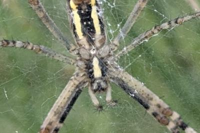 <i>Argiope bruennichi</i>