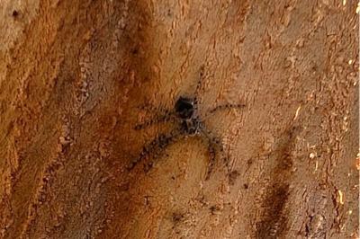 <i>Philodromus</i>