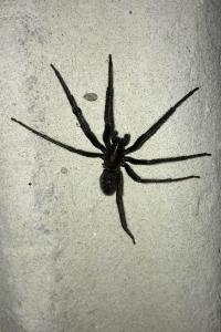 <i>Segestria florentina</i>