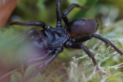 <i>Atypus</i>