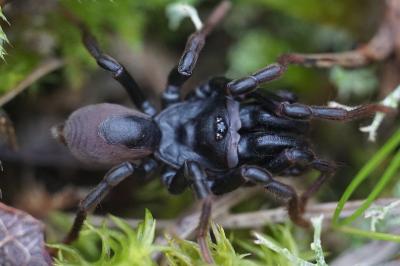 <i>Atypus</i>