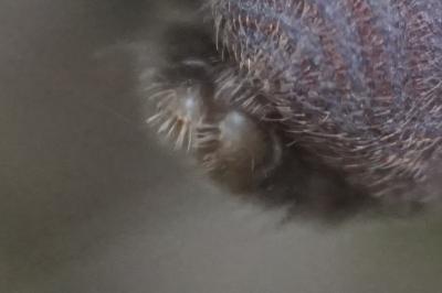 <i>Atypus</i>